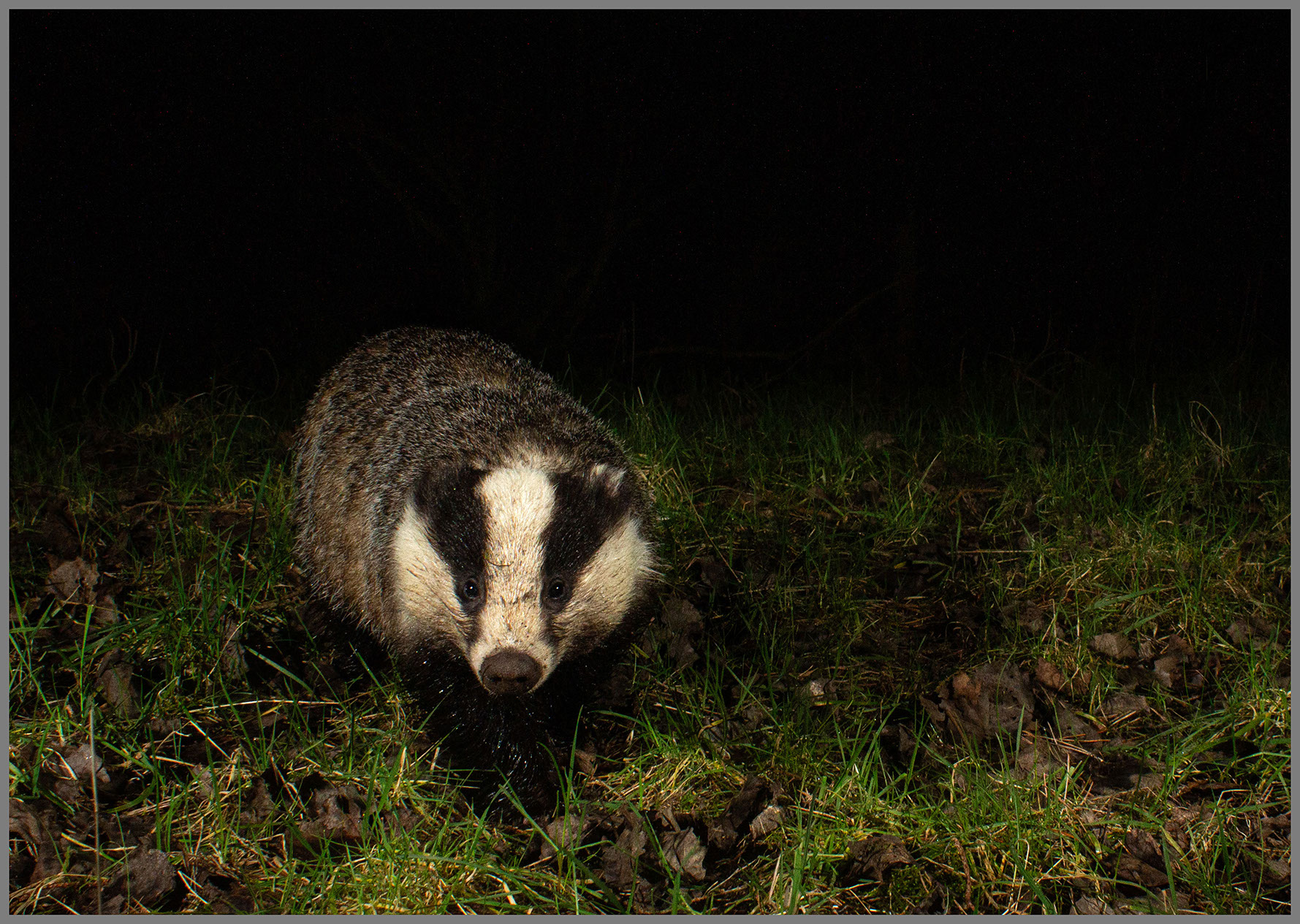 Dawn McCall Badger
